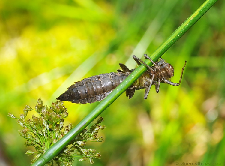 Esuvie di Libellula - Aeshna cyanea